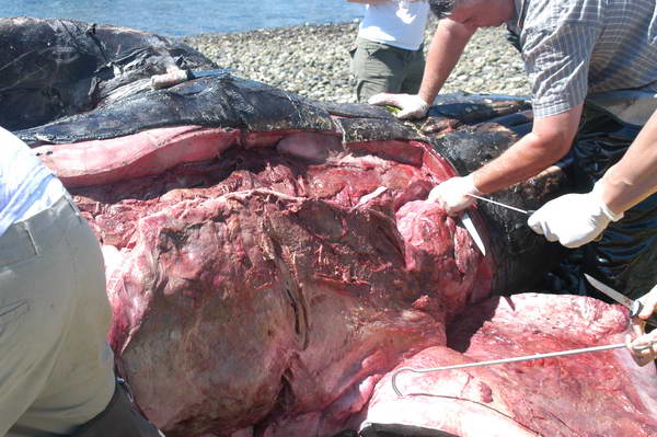 Start of examination of gray whale