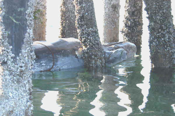 Gray whale trapped in pilings prior to moving