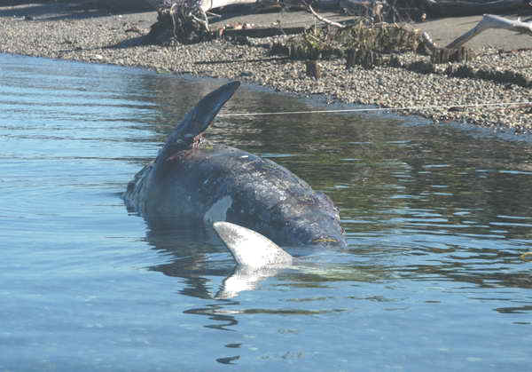 Gray whale on beach prior to examination