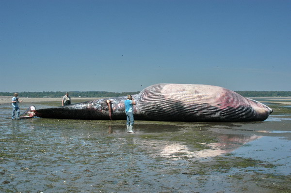 Stranded fin whale on beach - view of the ventral side.