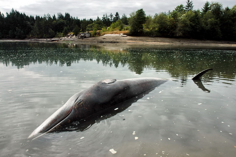 Stranded minke whale just off the beach