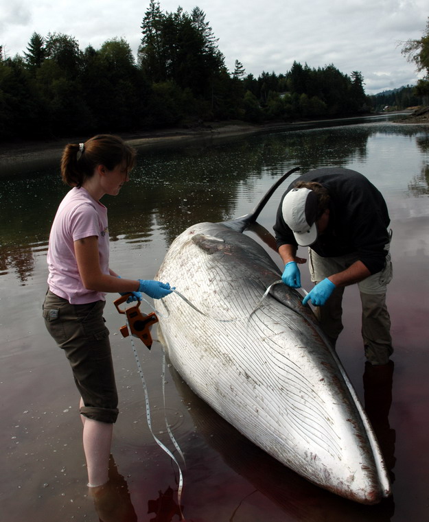 Researchers measuring stranded minke whale