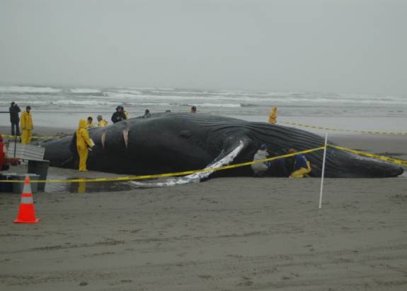 Dead humpback on beach and research team preparing for examination. 