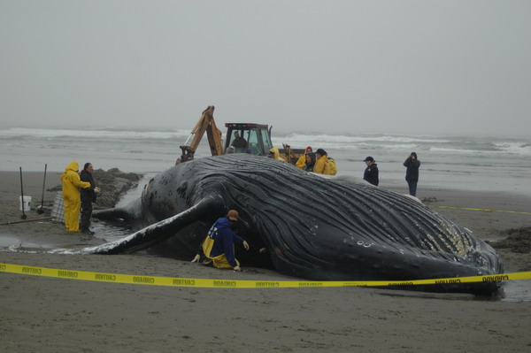 Researchers examine dead humpback whale on beach