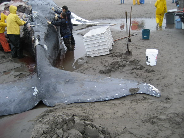 Researchers necropsy humpback whale on beach.