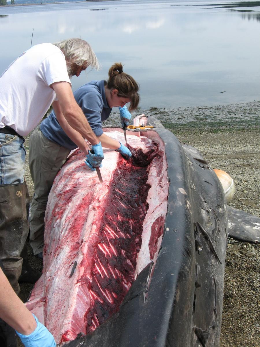 Necropsy of gray whale