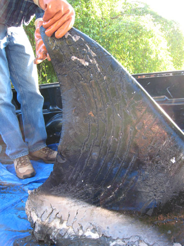 Dorsal fin of killer whale found on beach