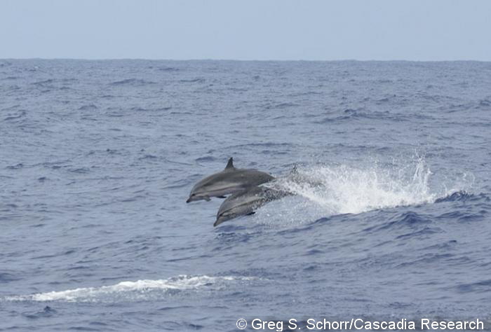 Striped Dolphin