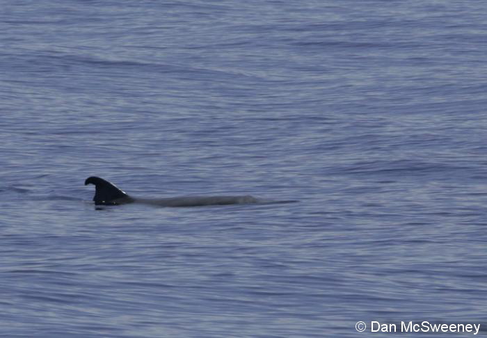 Dwarf and pygmy sperm whales in Hawai‘i - https://cascadiaresearch.org