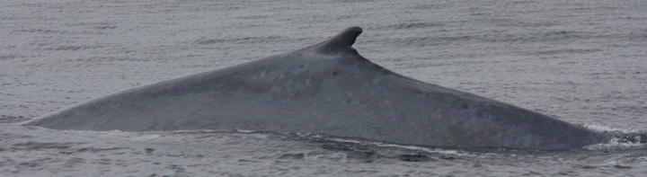 Blue whale dorsal fin.