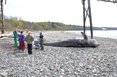Researchers prepare to examine dead whale on the beach at Birch Bay.