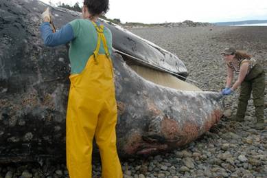 Measurements being taken of the mouth of a dead gray whale