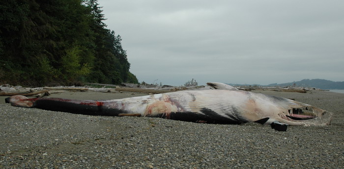 Ventral side of stranded fin whale