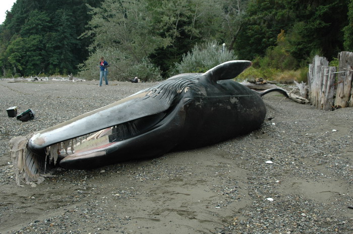 Head of stranded fin whale