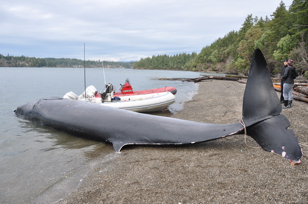 Stranded Bryde's whale on beach in south Puget Sound