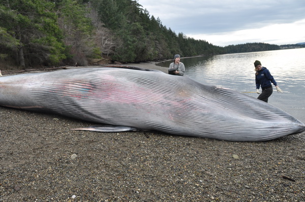 Measuring stranded Bryde's whale