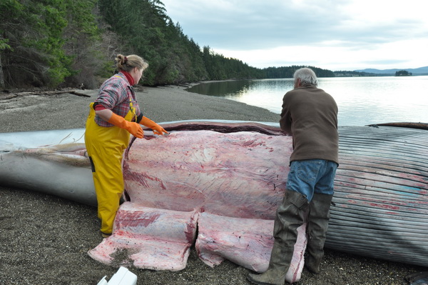 Necropsy of Bryde's whale