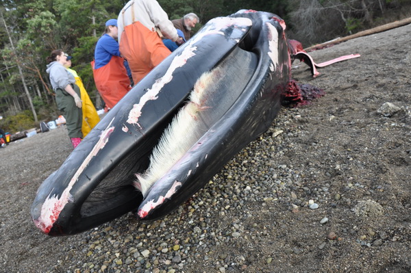 Baleen of Bryde's whale