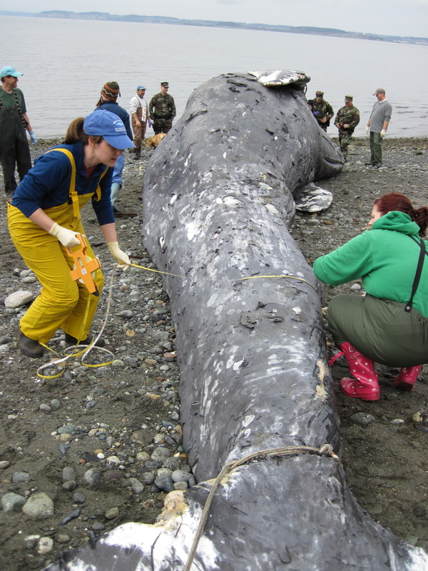 Measurements being taken of gray whale near Whidbey Island