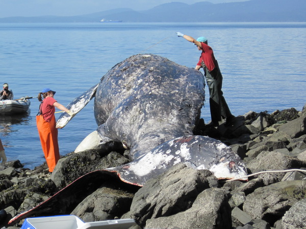 Measurements being taken of gray whale stranded on rocks