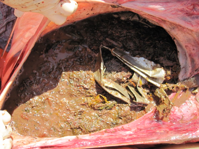 Plastic debris in stomach of gray whale