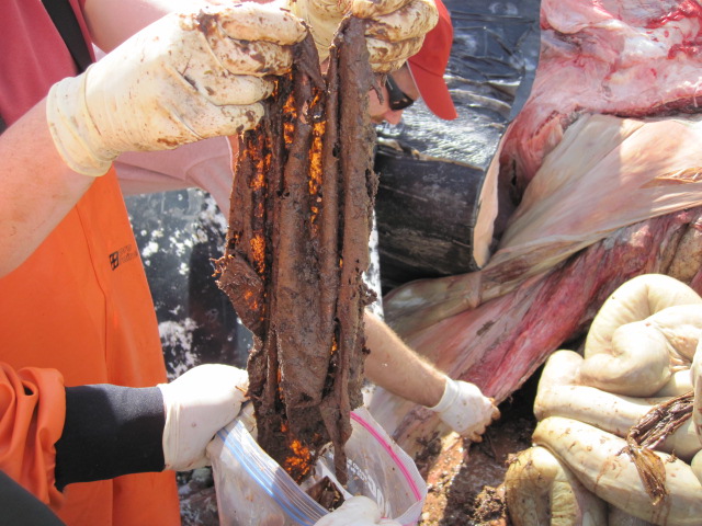 Debris being removed from stomach of dead gray whale