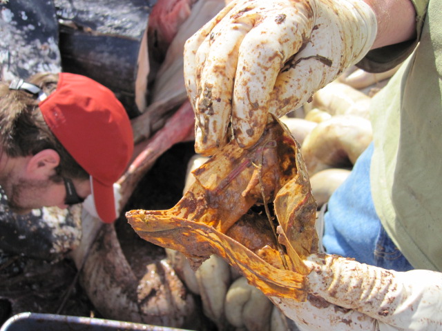 Zip top plastic bag removed from stomach of dead gray whale