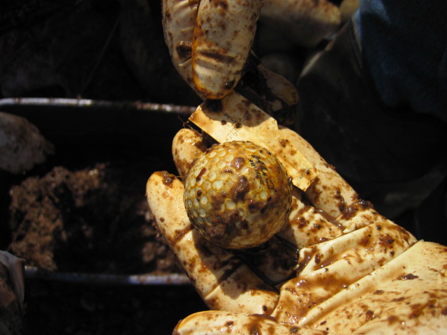 Golf ball removed from stomach of gray whale