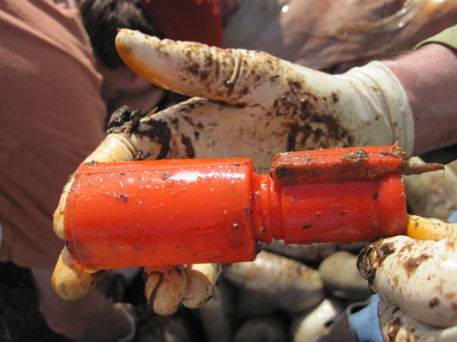 Plastic debris removed from stomach of gray whale