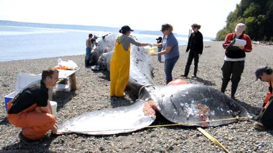 Measuring stranded gray whale