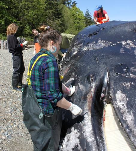 Stranded gray whale with baleen visible. 