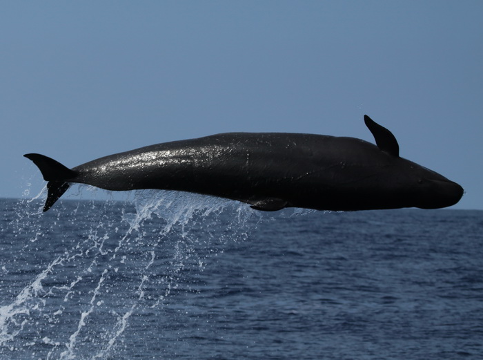 Listening Along Longlines for False Killer Whales  NOAA Pacific Islands  Fisheries Science Center Blog