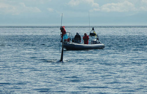 Collecting remains behind foraging whale. Photo (c) J. Boyd
