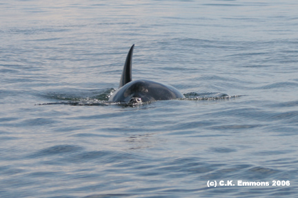 Transient killer whale with harbor seal