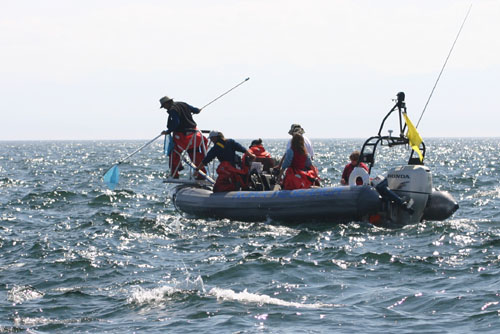 Collecting prey remains from a fish kill in rough seas. Photo (c) K. Koski