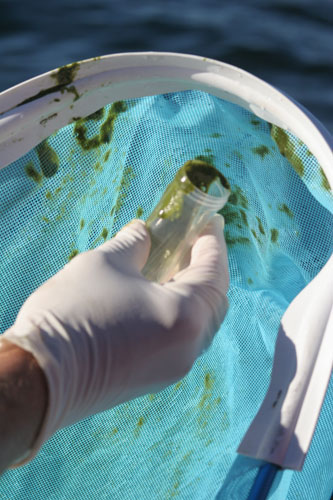 Removing killer whale fecal sample from a net, photo by R.W. Baird