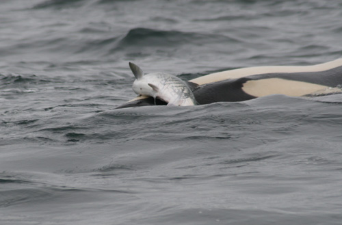 Killer whale with playing with dead salmon. Photo by M.B. Hanson