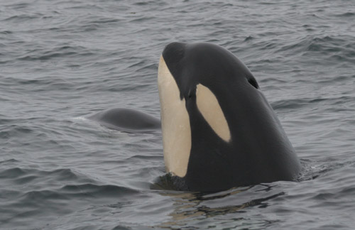 Killer whale with fish in mouth (left). Photo by M.B. Hanson