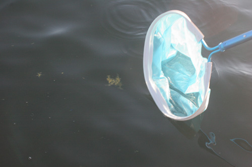 Collecting a floating fecal sample from a killer whale. Photo by R.W. Baird