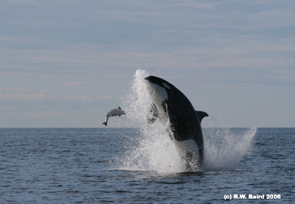 Transient killer whale throwing harbor porpoise