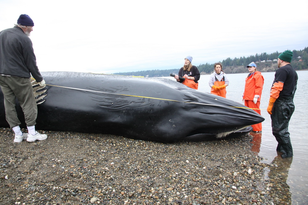 Research team measuring Bryde's whale