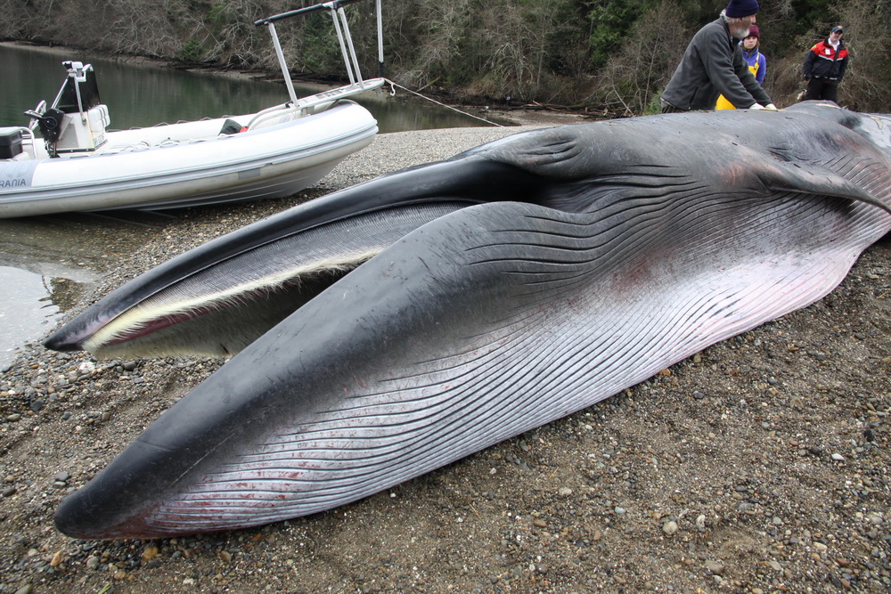 Baleen visible in open mouth of stranded Bryde's whale