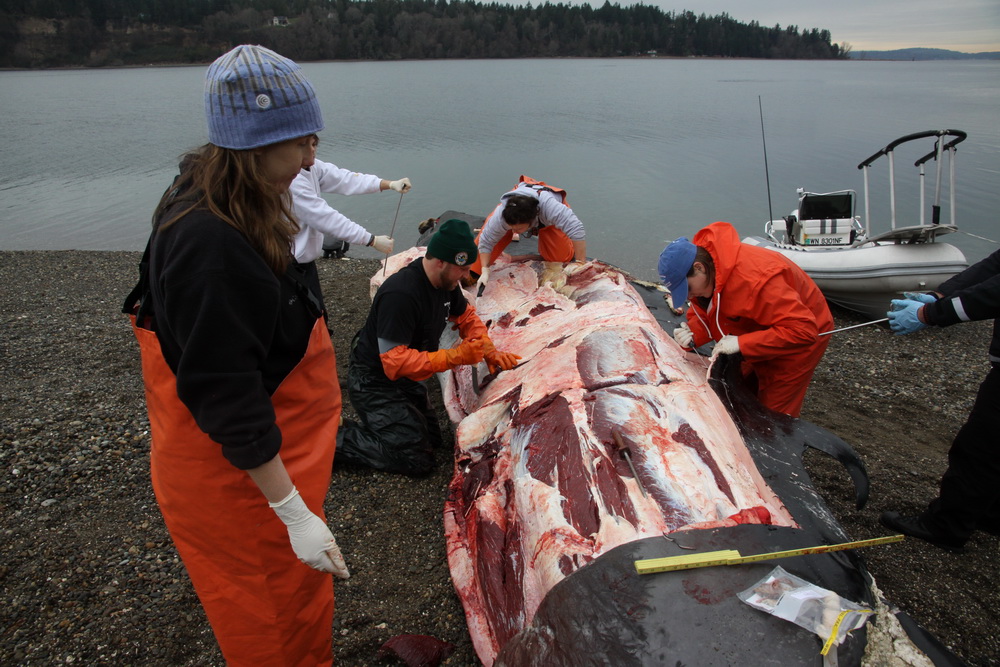 Necropsy of Bryde's whale