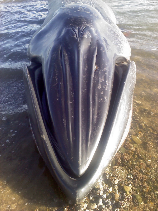 The three head ridges diagnostic of a Bryde's whale