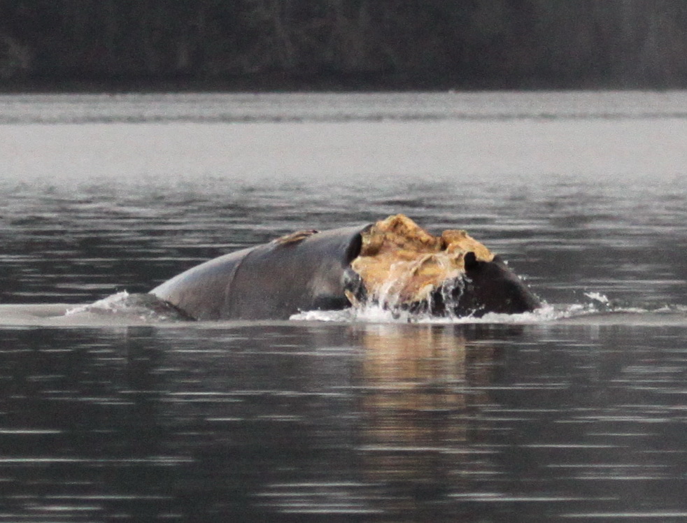 Left side of injured Bryde's whale in south Puget Sound