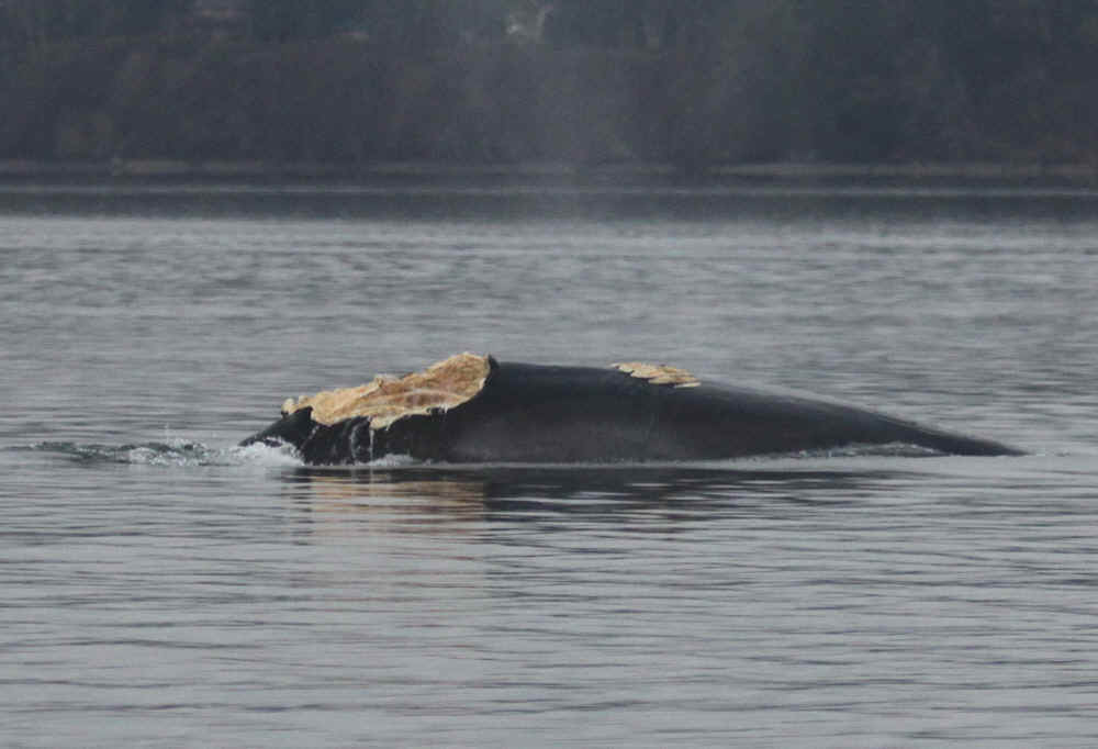 Right side of injured Bryde's whale in south Puget Sound
