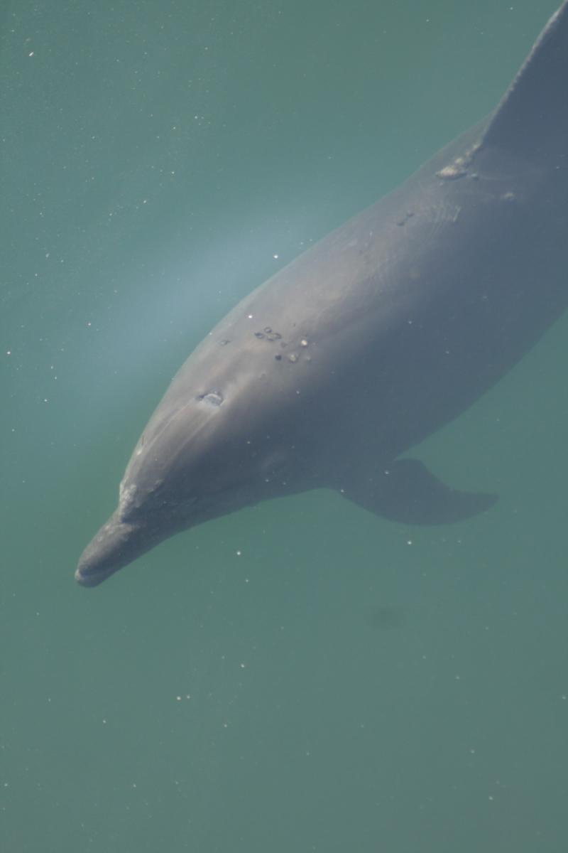 Closeup of bottlenose dolphin with skin condition