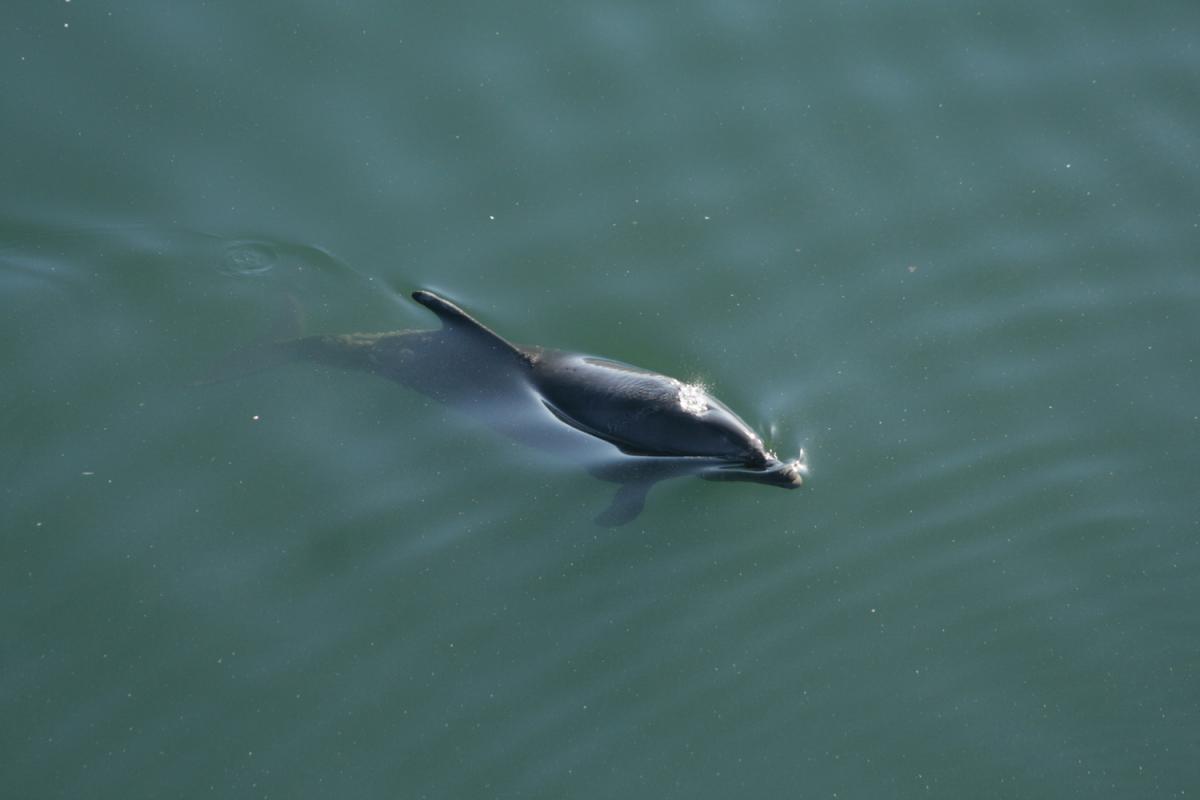 Bottlenose dolphin