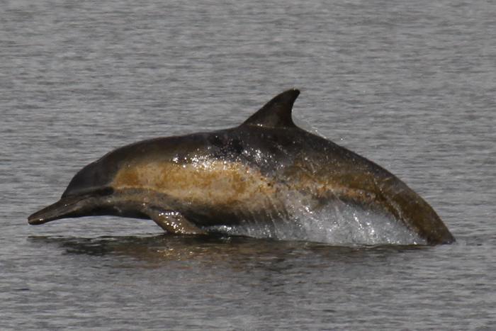 Long-beaked common dolphin in Puget Sound