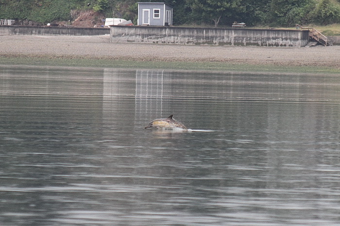 Long-beaked common dolphin in Puget Sound